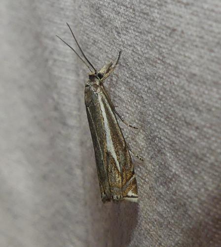 Crambus lathoniellus